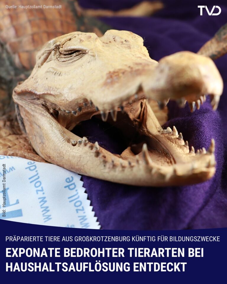 Exponate bedrohter Tierarten bei Haushaltsauflösung gefunden
