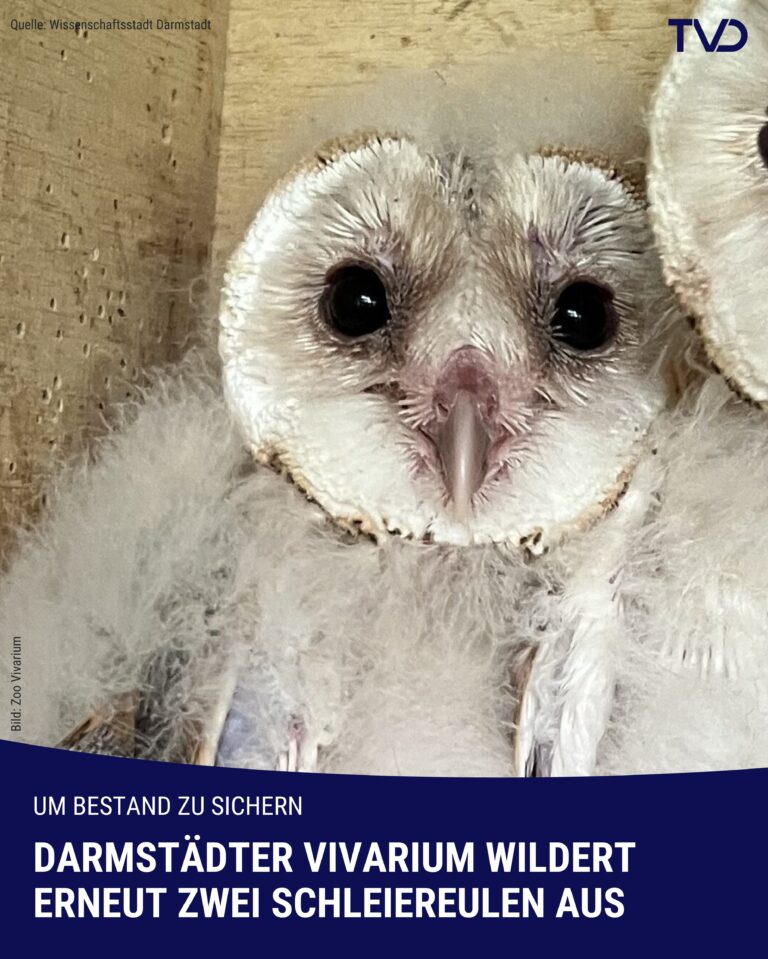 Darmstädter Vivarium hat erneut Schleiereulen ausgewildert