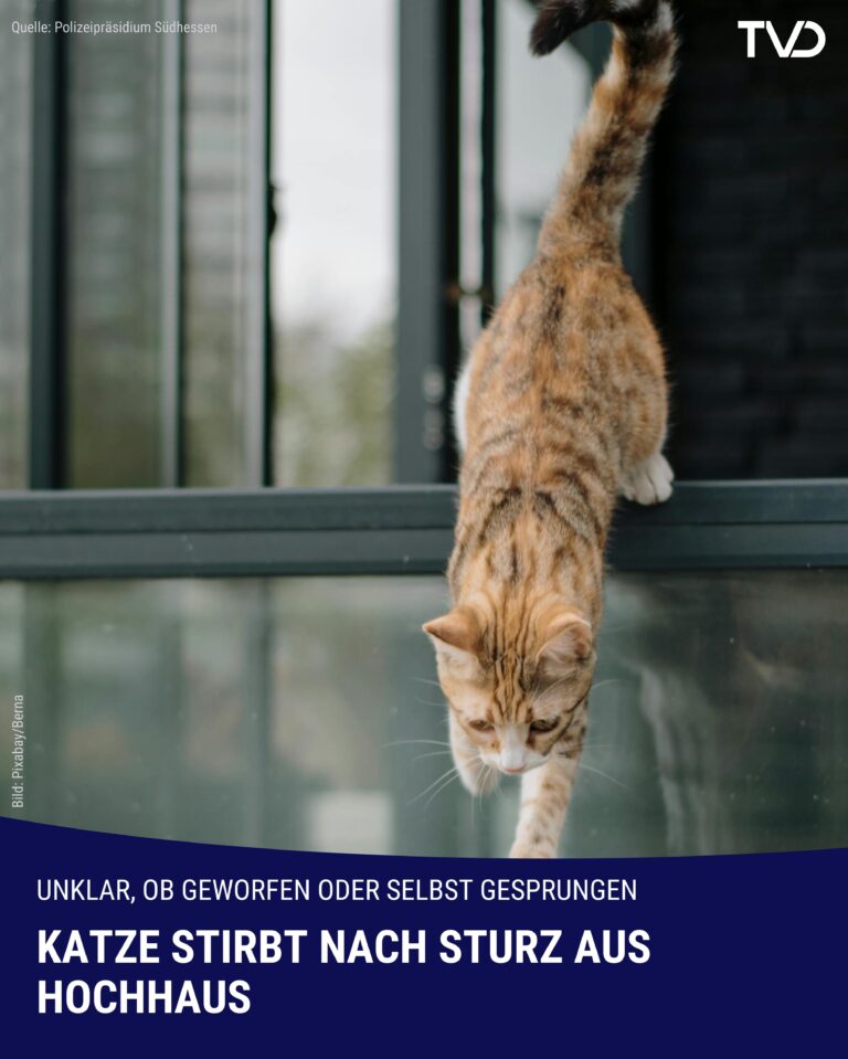 Katze stirbt nach Sturz aus Hochhaus in Heppenheim
