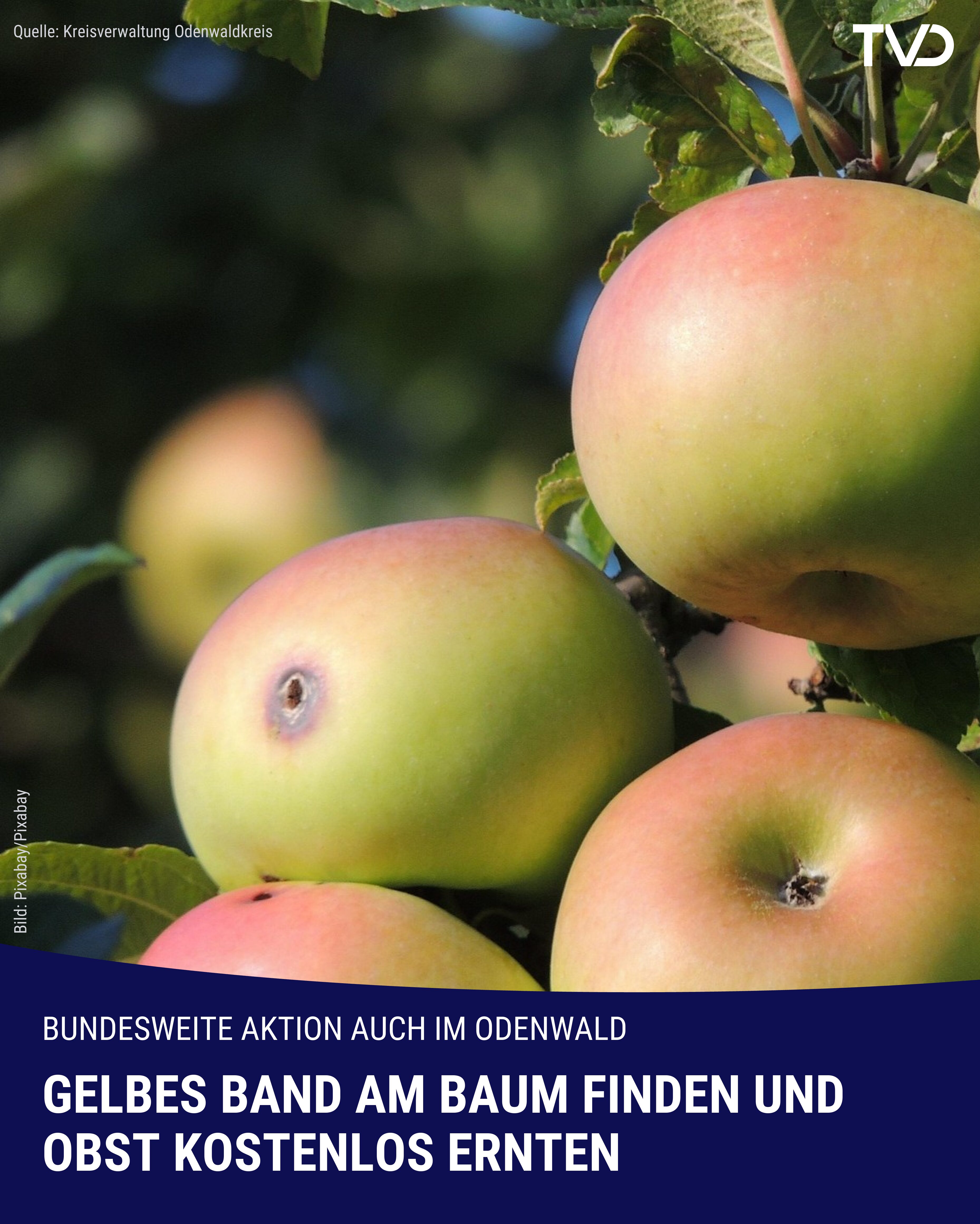 Odenwaldkreis: Gelbes Band finden und Obst retten